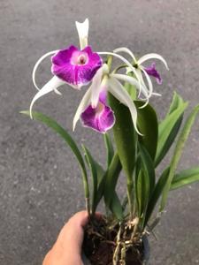 Brassocattleya Anne Hamilton