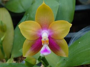 Phalaenopsis Zheng Min Hyacinth