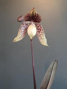 Paphiopedilum Chou-Yi Anigode