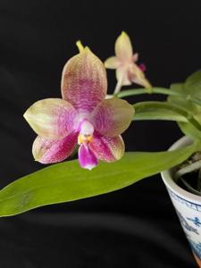 Phalaenopsis Sonny Corkern