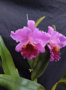 Rhyncholaeliocattleya Tropic Queen