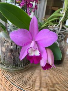 Cattleya Exotic Smile