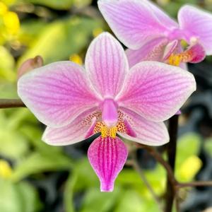 Phalaenopsis Veitchiana