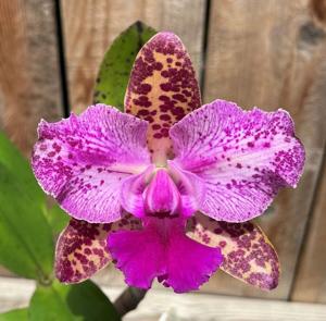 Rhyncholaeliocattleya Bengal Baby