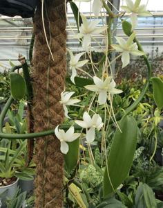 Aerangis Savannah Stars