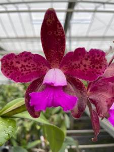 Cattleya Maui Plum