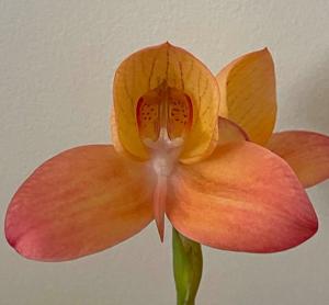 Disa Unidiorosa