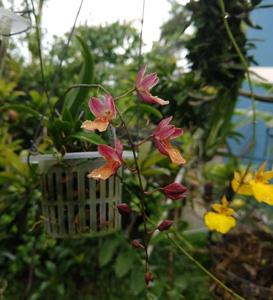 Rodrenkoa Ruby Treasure