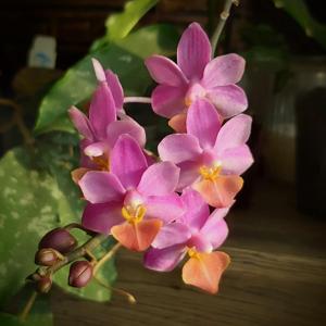 Phalaenopsis Liu's Cute Angel