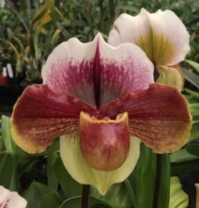 Paphiopedilum Doris Hunter-Hellas