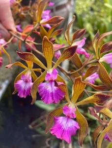 Encyclia Thomas Fennell