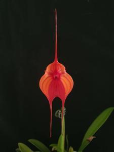 Masdevallia Cha Cha Cha