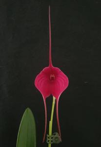 Masdevallia Blazing Wing