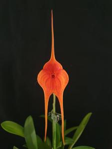 Masdevallia Orinoco