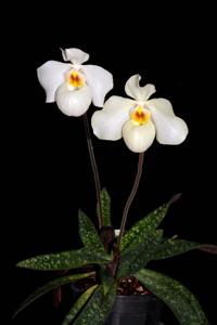 Paphiopedilum Armeni White