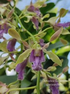 Dendrobium Amadea Geraldine