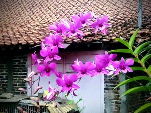 Dendrobium Bantimurung