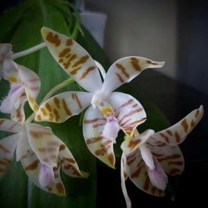 Phalaenopsis Venosasp-Macassar