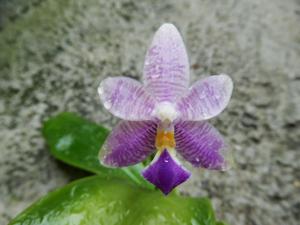 Phalaenopsis Micaels Trolacea