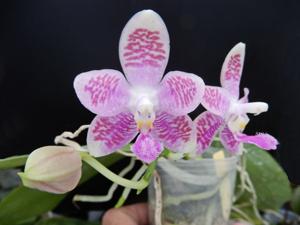 Phalaenopsis Micaels Setolacea