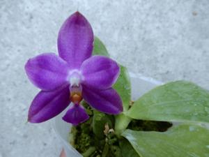 Phalaenopsis Micaels Blue Knight