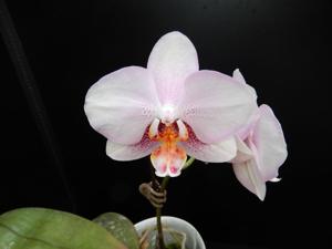 Phalaenopsis Micaels Diamond