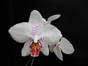 Phalaenopsis Micaels Diamond