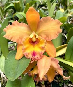 Rhyncholaeliocattleya Waianae King