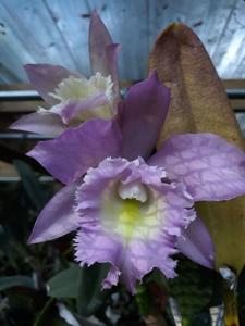 Rhyncholaeliocattleya Angel Lace