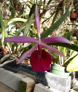 Brassocattleya Playa Chuao