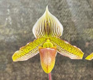 Paphiopedilum Papa Röhl