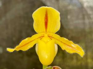 Paphiopedilum Druid Spring