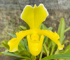 Paphiopedilum San-Actaeus