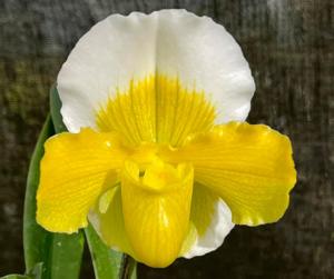 Paphiopedilum Betty Bracey