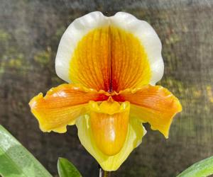 Paphiopedilum Hellas