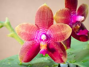 Phalaenopsis Miki Mok Choi Bear Queen