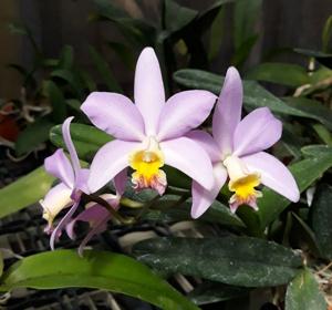 <i>Cattlianthe</i> Gorgeous Becky