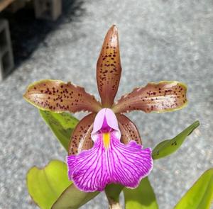 Cattleya Laurietz Seda Ramirez