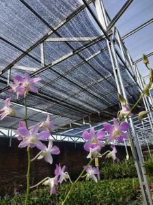 Dendrobium Lucian Pink