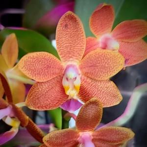 Phalaenopsis I-Hsin Salmon