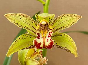 Cymbidium Christopher-tracyanum