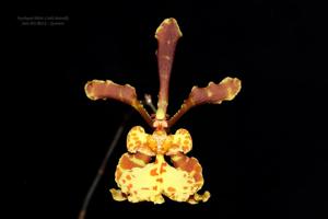 <i>Psychopsychopsis</i> Holm's Little Butterfly