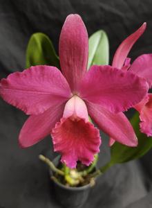 Rhyncholaeliocattleya Moonzac