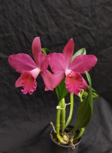 Rhyncholaeliocattleya Moonzac