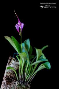 Masdevallia Charisma