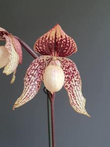 Paphiopedilum Chou-Yi Anigode