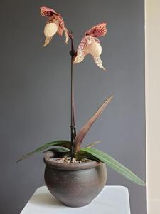 Paphiopedilum Chou-Yi Anigode