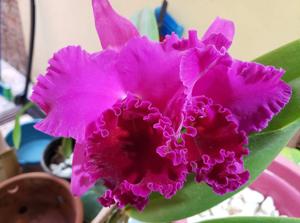 Cattleya João Antonio Nicoli