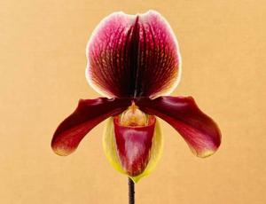 Paphiopedilum Cocoa Elegant Rouge
