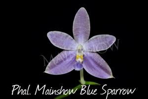 Phalaenopsis Mainshow Blue Sparrow